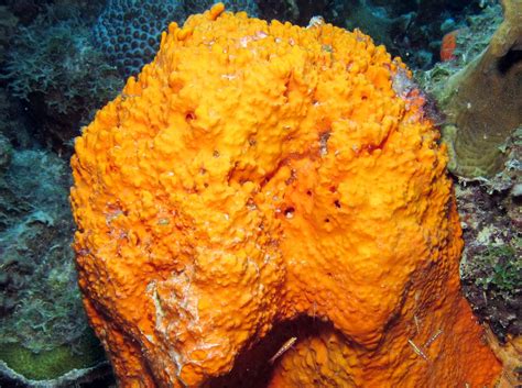  Agelas! A Striking Sponge With Incredible Filter-Feeding Abilities Found In Tropical Waters