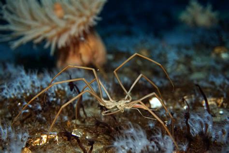 Eriphia! La Ragno di Mare Che Trasforma la Sua Casa in Una Trappola Letale