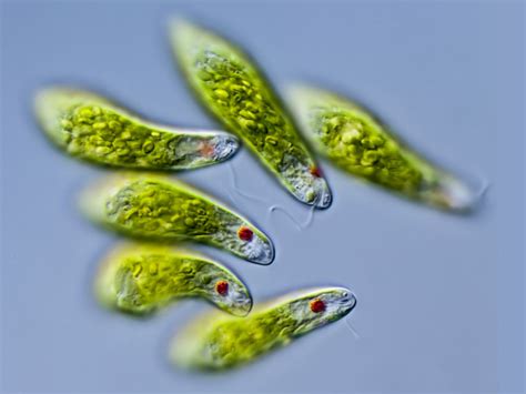 Euglena Viridis: Un Microscopico Re del Mondo Vegetale e Animale allo Stesso Tempo!