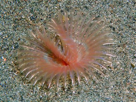  Eyelash Worm: A Tiny Treasure With Transparent Tentacles that Wave Through Water!