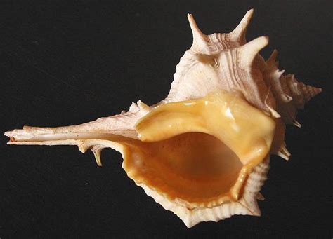  Murex: A Gastropod With An Elegant Shell That Hides A Powerful Predator!