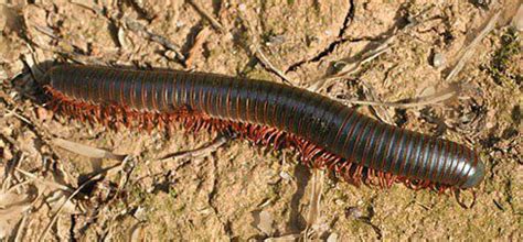  Tachypodoi: Scopri l'affascinante mondo delle mille zampe che si muovono con incredibile velocità!