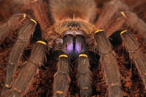  Tarantuolo del Mare! Un Animale Incredibile che Combina una Difesa Armata con una Vita Segreta nel Fondo Marino