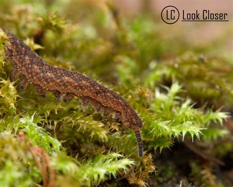  Velvet Worm: A Microscopic Predator Hiding in Plain Sight!