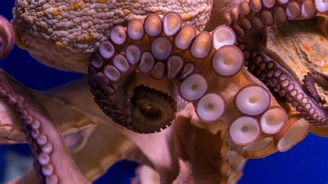  Vitiazid! La Magnifica Danza dei Polipi con Tentacoli Veleniferi