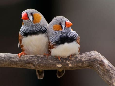  Zeebra Finch! Un piccolo uccello dal canto melodico che cattura il cuore di chiunque lo ascolti