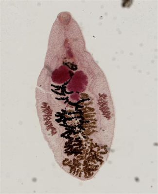 Dicrocoelium dendriticum: Un parassita dalle strane abitudini che ama viaggiare tra la bile di pecore e l'interiora delle lumache!