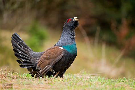  Gallo Cedrone! Un Volatile di Pregio Con Pennuti Colorati e un Canto Melodioso che Si Propaga per Chilometri