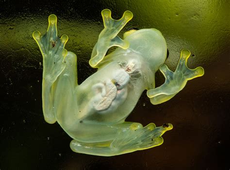  Glass Frog: A Miniature Jewel That Embraces Transparency Like No Other!