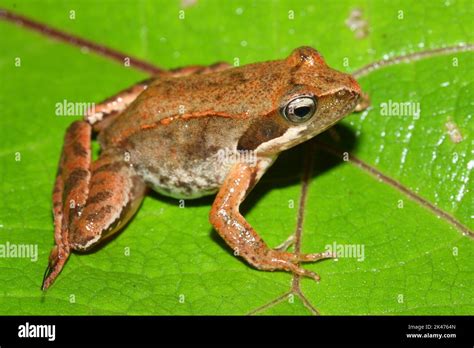  Lataste's Frog:  Master of Disguise and Amphibious Acrobatics!