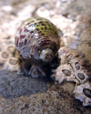  Unicorn Snail: A Curious Sponge That Looks Like It Belongs in a Fairy Tale!