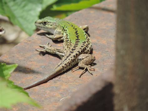  Wall Lizard! Un piccolo gigante con la pelle ruvida che ama il sole e le mura antiche