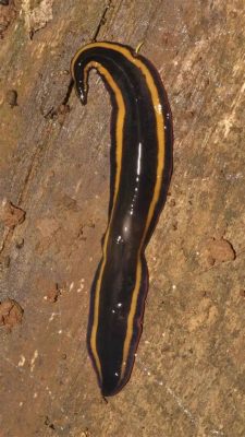 Y-Shaped Planarian! Discover the Remarkable Regeneration Abilities of This Fascinating Flatworm